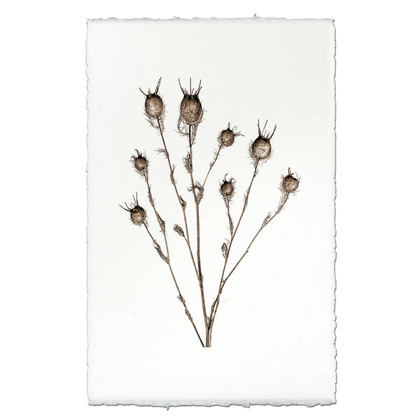 Bulb Form Botanical Print on watercolor paper