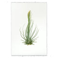 Air Plant No. 8 Botanical Print 
