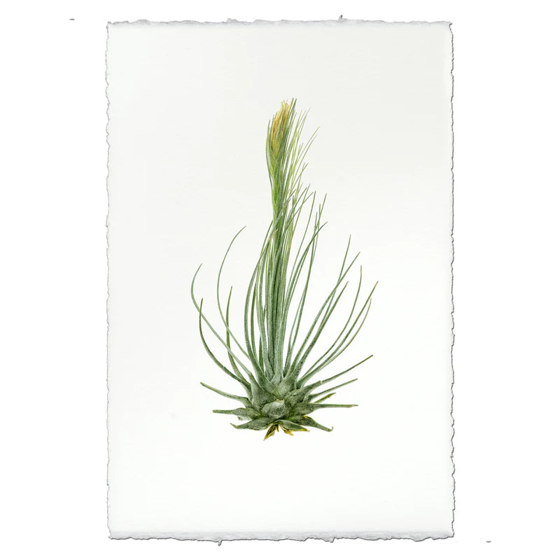 Air Plant No. 8 Botanical Print 