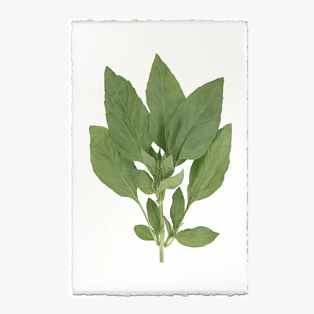 Basil Print on English watercolor paper