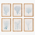 Blue Sea Fan Framed Prints