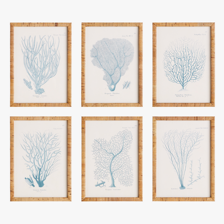 Blue Sea Fan Framed Prints