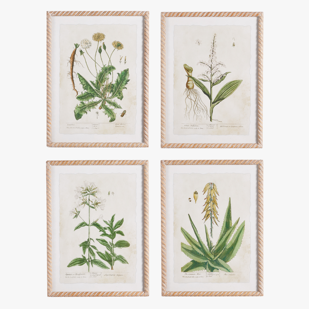 Botanical Study Framed Prints