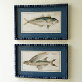 Framed Fish Prints with Navy Blue Beaded Frames
