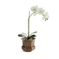 Calixte Brown Planter with white orchid