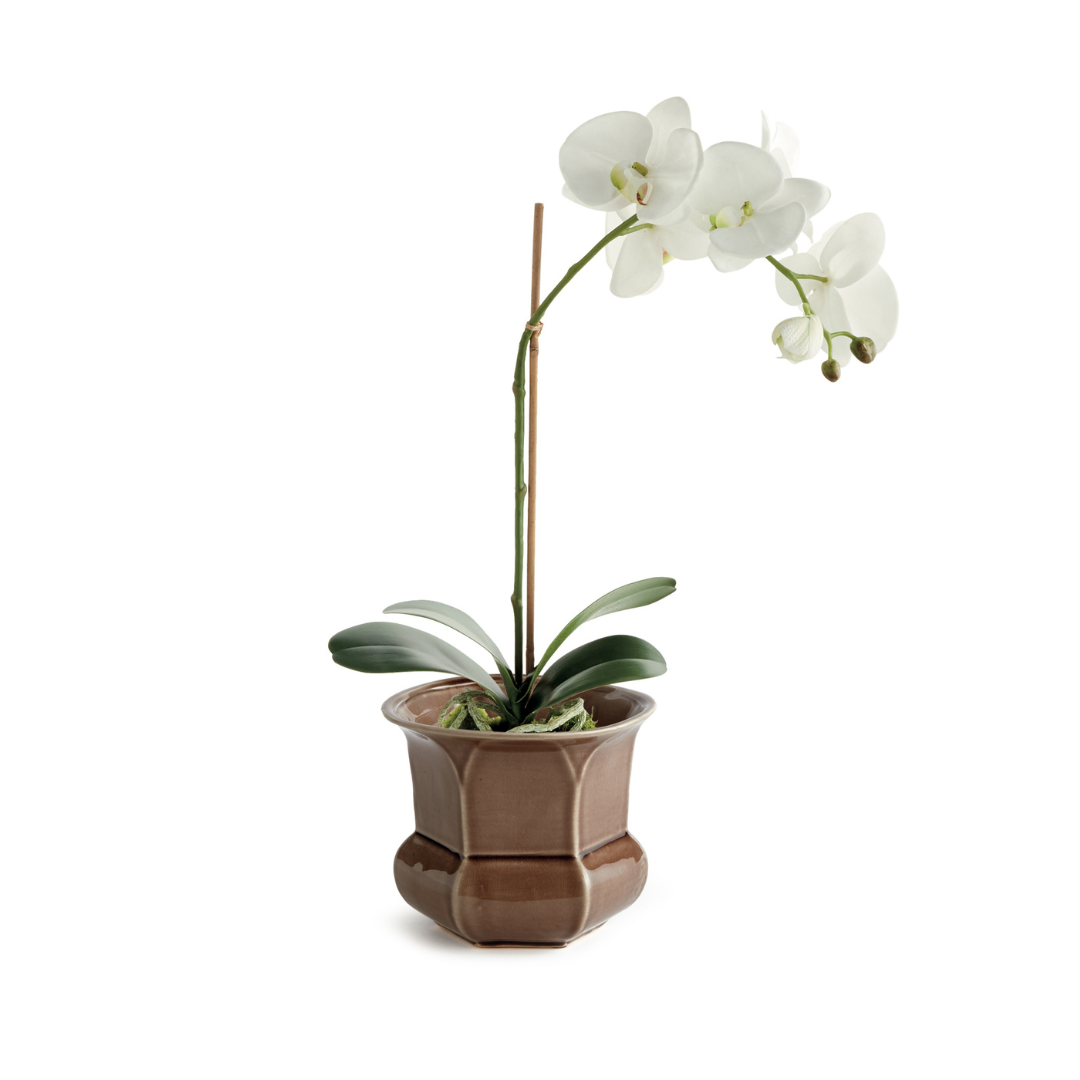 Calixte Brown Planter with white orchid