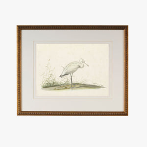 Cape Waterbird III Framed Bookplate Print