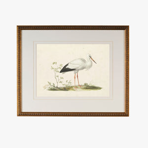 Cape Waterbird II Framed Bookplate Print