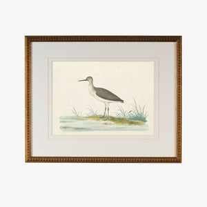 Cape Waterbird IV Framed Bookplate Print