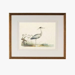 Cape Waterbird I Framed Bookplate Print