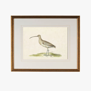 Cape Waterbird VII Framed Bookplate Print