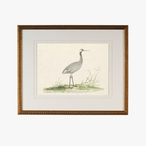 Cape Waterbird VI Framed Bookplate Print