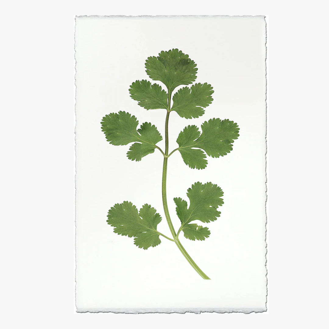 Cilantro Print on English watercolor pape