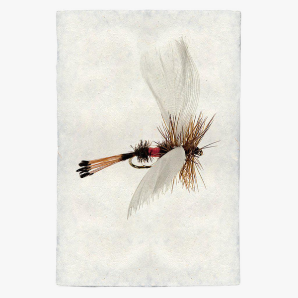 Coachman Fanwing Fishing Fly Print