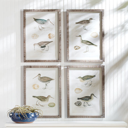 Coastal Birds Study - framed wall art set on wall