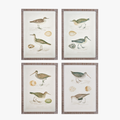 Coastal Birds Study - framed wall art set