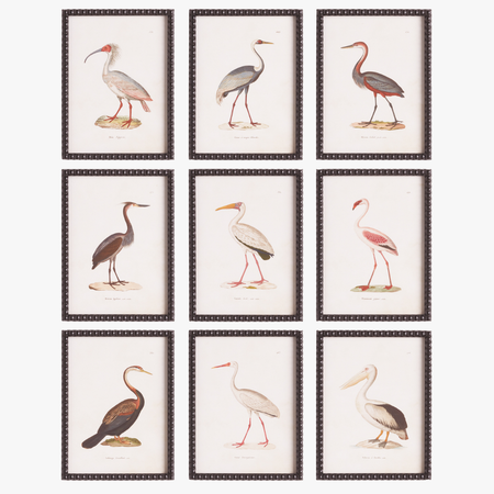 Colorful Shorebird Study - set of 9