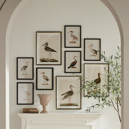 Colorful Shorebird Study styled with sandpiper framed prints