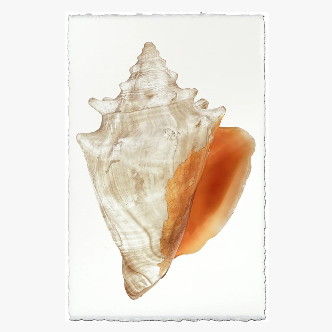 Fighting Conch Art Print