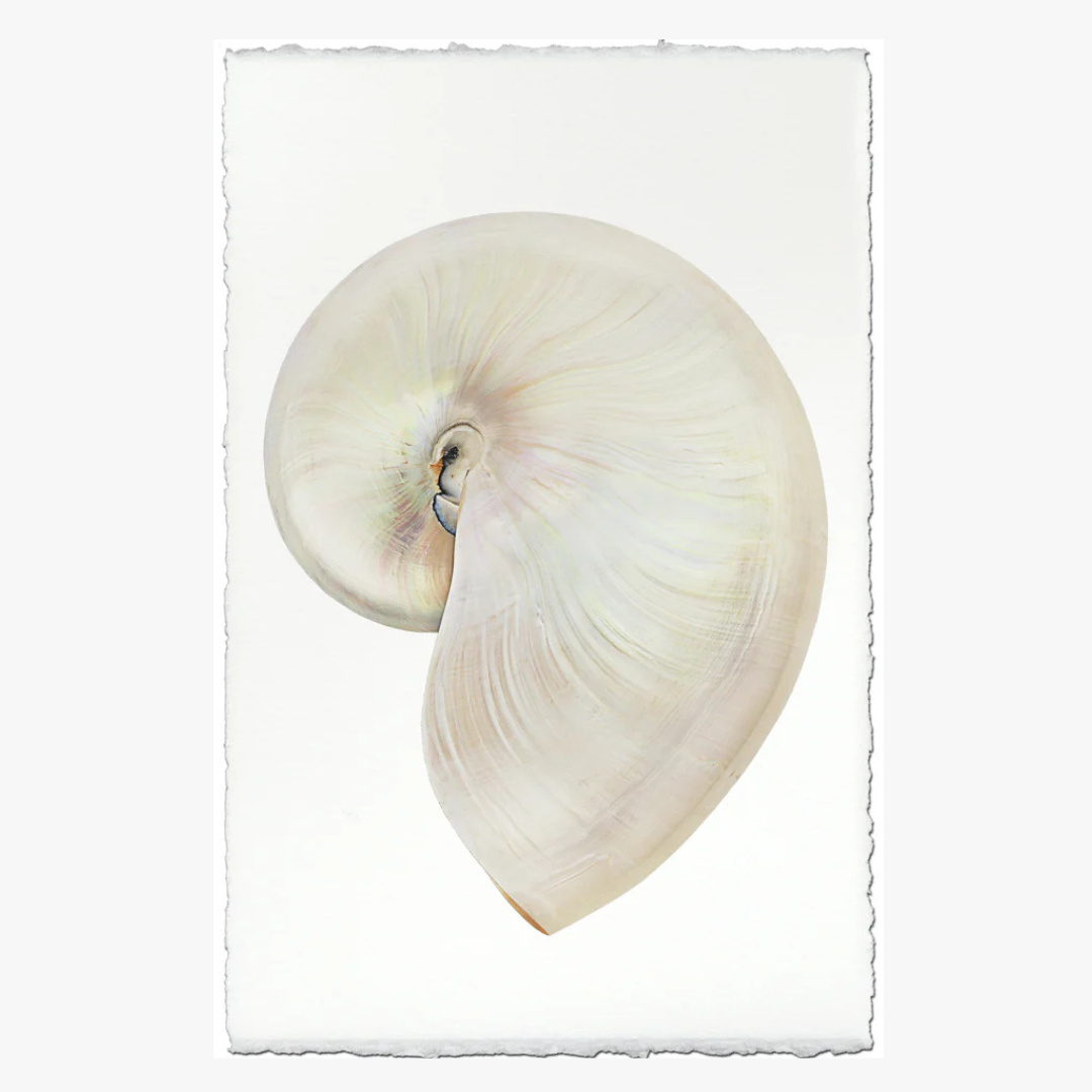 Pearly Nautilus Art Print