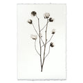 Cotton Botanical Print on English Watercolor paper