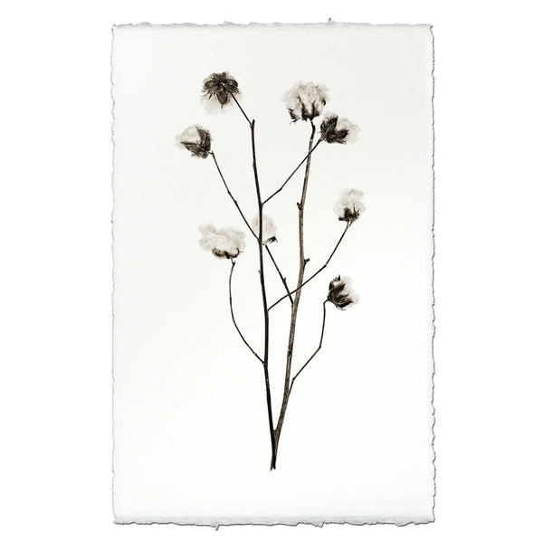Cotton Botanical Print on English Watercolor paper
