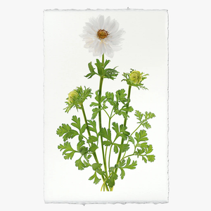 Double White Anemone Print