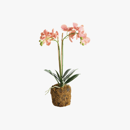 Faux Coral Phalaenopsis Orchid 23" Drop-In