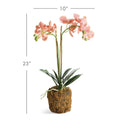 Faux Coral Phalaenopsis Orchid 23" Drop-In dimensions