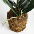 Faux Coral Phalaenopsis Orchid 23" Drop-In root ball
