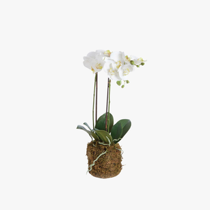 Faux White Phalaenopsis Orchid 23" Drop-In