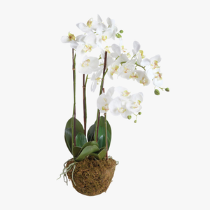 Faux White Phalaenopsis Orchid 30" Drop-In