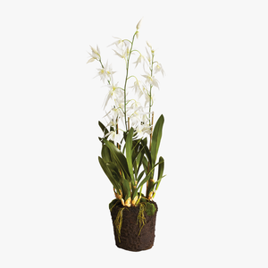 Faux White Spider Orchid Drop-In