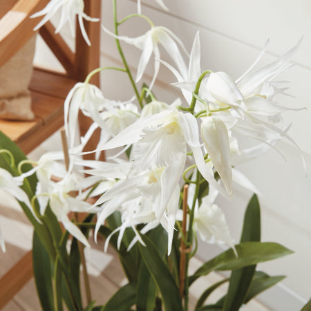White Spider Orchid Drop-In bloom closeup