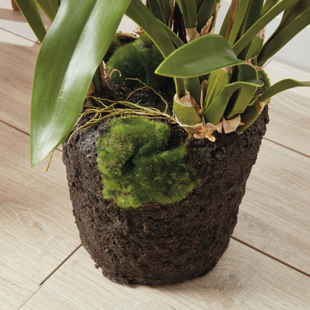 Faux White Spider Orchid Drop-In rootball closeup