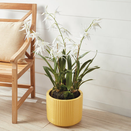 Faux White Spider Orchid Drop-In styled in yellow pot