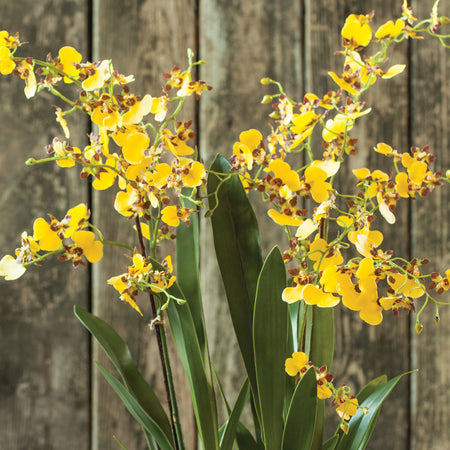 Faux Yellow Dancing Orchid Drop-In bloom closeup