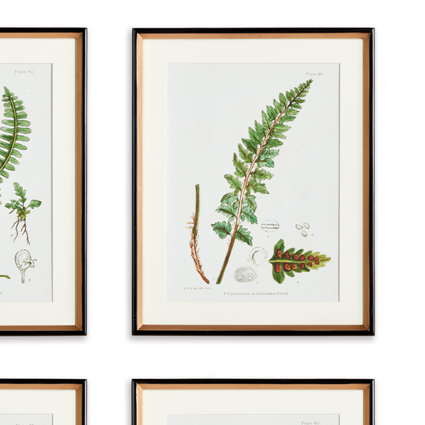 Fern Study Framed Print closeup