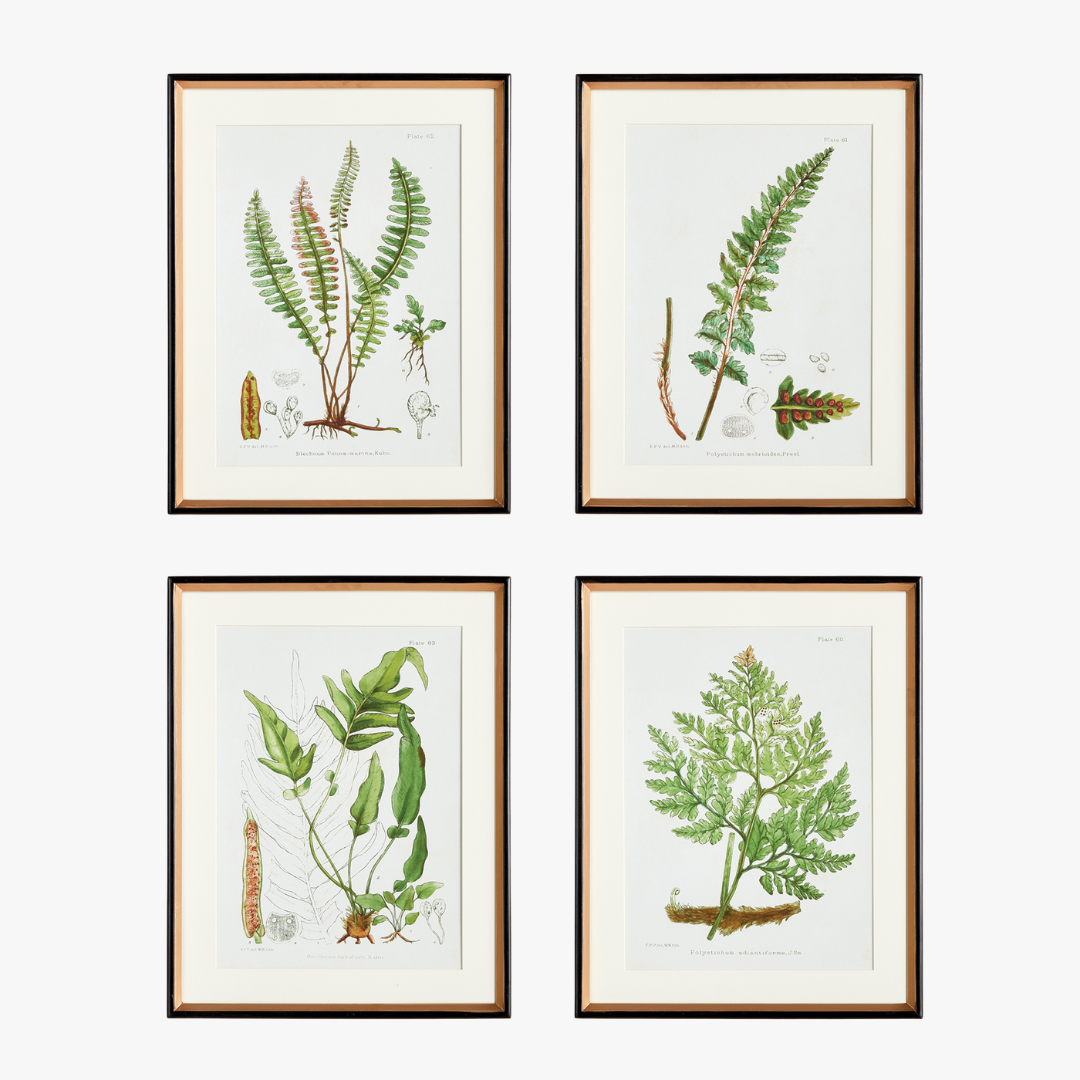Fern Study Framed Prints