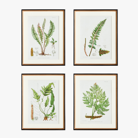 Fern Study Framed Prints