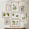 Flora and Fauna Gallery Framed Prints on lattice wall
