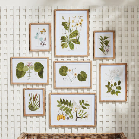 Flora and Fauna Gallery Framed Prints on lattice wall