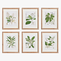 Flowering Leaf Study Framed Prints - set of six