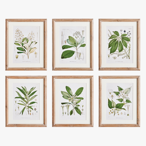 Flowering Leaf Study Framed Prints