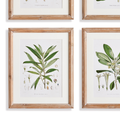 Flowering Leaf Study Framed Prints closeup