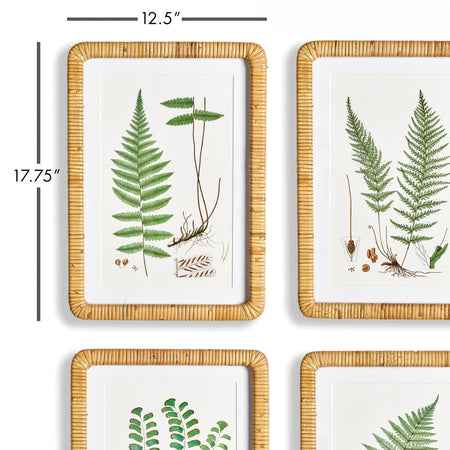Forest Fern Framed Prints - closeup with dimensions
