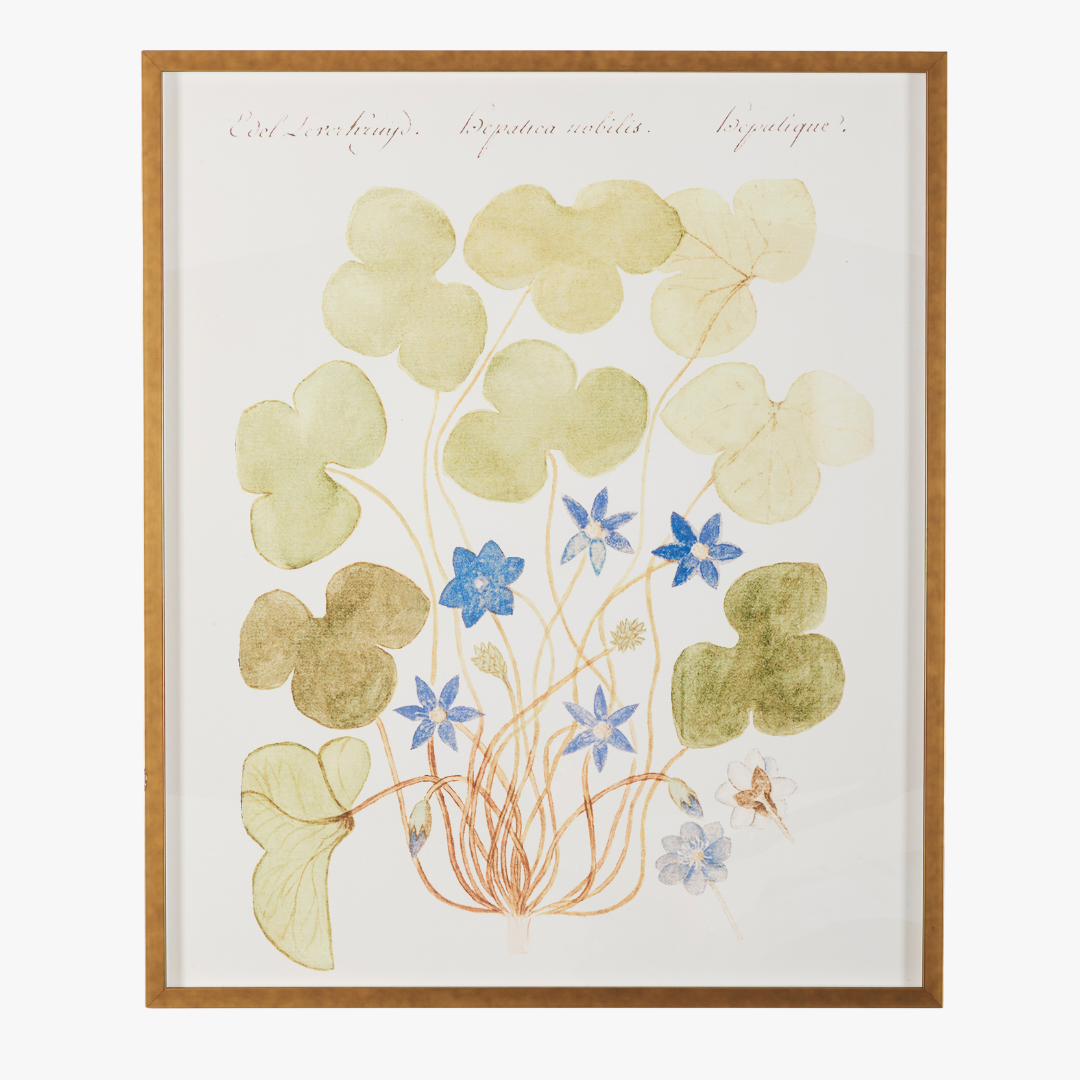 Framed Blue Anemone Bookplate Print