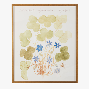 Framed Blue Anemone Bookplate Print