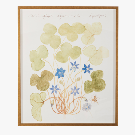 Framed Blue Anemone Bookplate Print