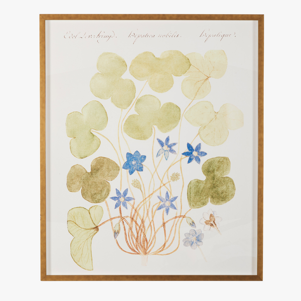 Framed Blue Anemone Bookplate Print